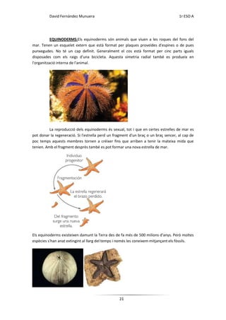 David Fernández Munuera                                                    1r ESO A




           EQUINODERMS:Els equinoderms són animals que viuen a les roques del fons del
mar. Tenen un esquelet extern que està format per plaques proveïdes d'espines o de pues
punxegudes. No té un cap definit. Generalment el cos està format per cinc parts iguals
disposades com els raigs d'una bicicleta. Aquesta simetria radial també es produeix en
l'organització interna de l'animal.




          La reproducció dels equinoderms és sexual, tot i que en certes estrelles de mar es
pot donar la regeneració. Si l'estrella perd un fragment d'un braç o un braç sencer, al cap de
poc temps aquests membres tornen a créixer fins que arriben a tenir la mateixa mida que
tenien. Amb el fragment desprès també es pot formar una nova estrella de mar.




Els equinoderms existeixen damunt la Terra des de fa més de 500 milions d'anys. Però moltes
espècies s'han anat extingint al llarg del temps i només les coneixem mitjançant els fòssils.




                                                  21
 