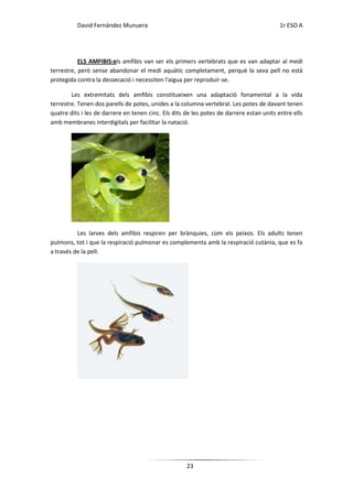 David Fernández Munuera                                                         1r ESO A




           ELS AMFIBIS:els amfibis van ser els primers vertebrats que es van adaptar al medi
terrestre, però sense abandonar el medi aquàtic completament, perquè la seva pell no està
protegida contra la dessecació i necessiten l'aigua per reproduir-se.

        Les extremitats dels amfibis constitueixen una adaptació fonamental a la vida
terrestre. Tenen dos parells de potes, unides a la columna vertebral. Les potes de davant tenen
quatre dits i les de darrere en tenen cinc. Els dits de les potes de darrere estan units entre ells
amb membranes interdigitals per facilitar la natació.




          Les larves dels amfibis respiren per brànquies, com els peixos. Els adults tenen
pulmons, tot i que la respiració pulmonar es complementa amb la respiració cutània, que es fa
a través de la pell.




                                                     23
 