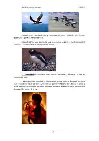 David Fernández Munuera                                                     1r ESO A




         Els ocells tenen fecundació interna. Ponen ous i els coven i cuiden les cries fins que
poden volar i per tant independitzar-se.

          Els ocells són de sang calenta. La seva temperatura corporal es manté constant (a
uns 42°C) i és independent de la temperatura ambient.




         ELS MAMÍFERS:Els mamífers tenen quatre extremitats, adaptades a diverses
maneres de viure.

          Els embrions dels mamífers es desenvolupen a l'úter matern. Reben els nutrients
que necessiten a través del cordó umbilical que permet l'intercanvi de substàncies entre la
mare i l'embrió. Quan neixen, les cries s'alimenten, durant un determinat temps, de la llet que
segreguen les mames de la mare.




                                                   25
 