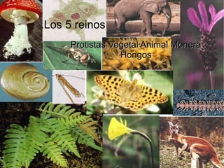 .Los 5 reinos
Protistas Vegetal Animal Monera
Hongos
.

 