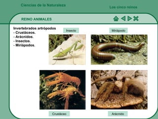 5 reinos de la naturaleza | PPT