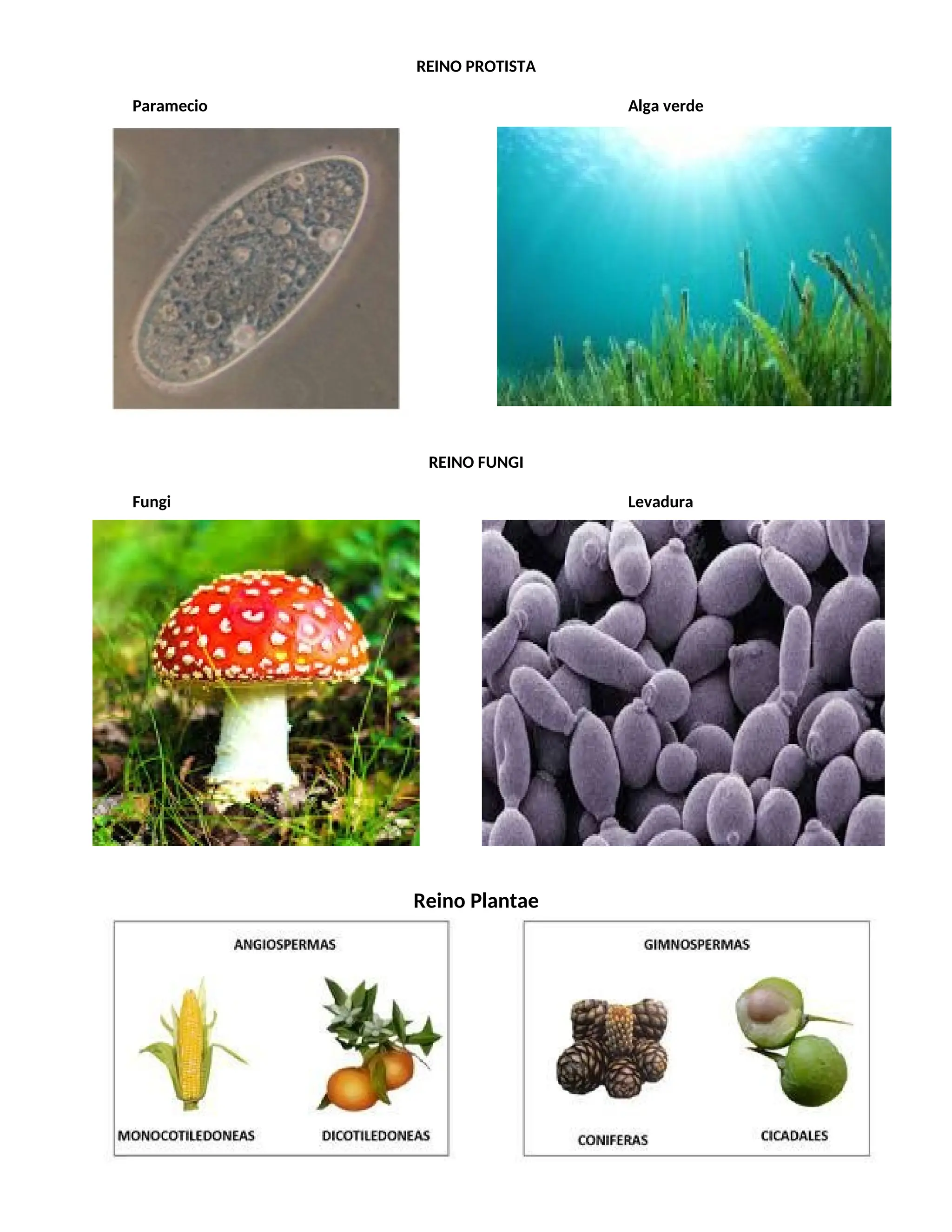 IMAGENES DE LOS CINCO REINOS DE LA NATURALEZA.docx