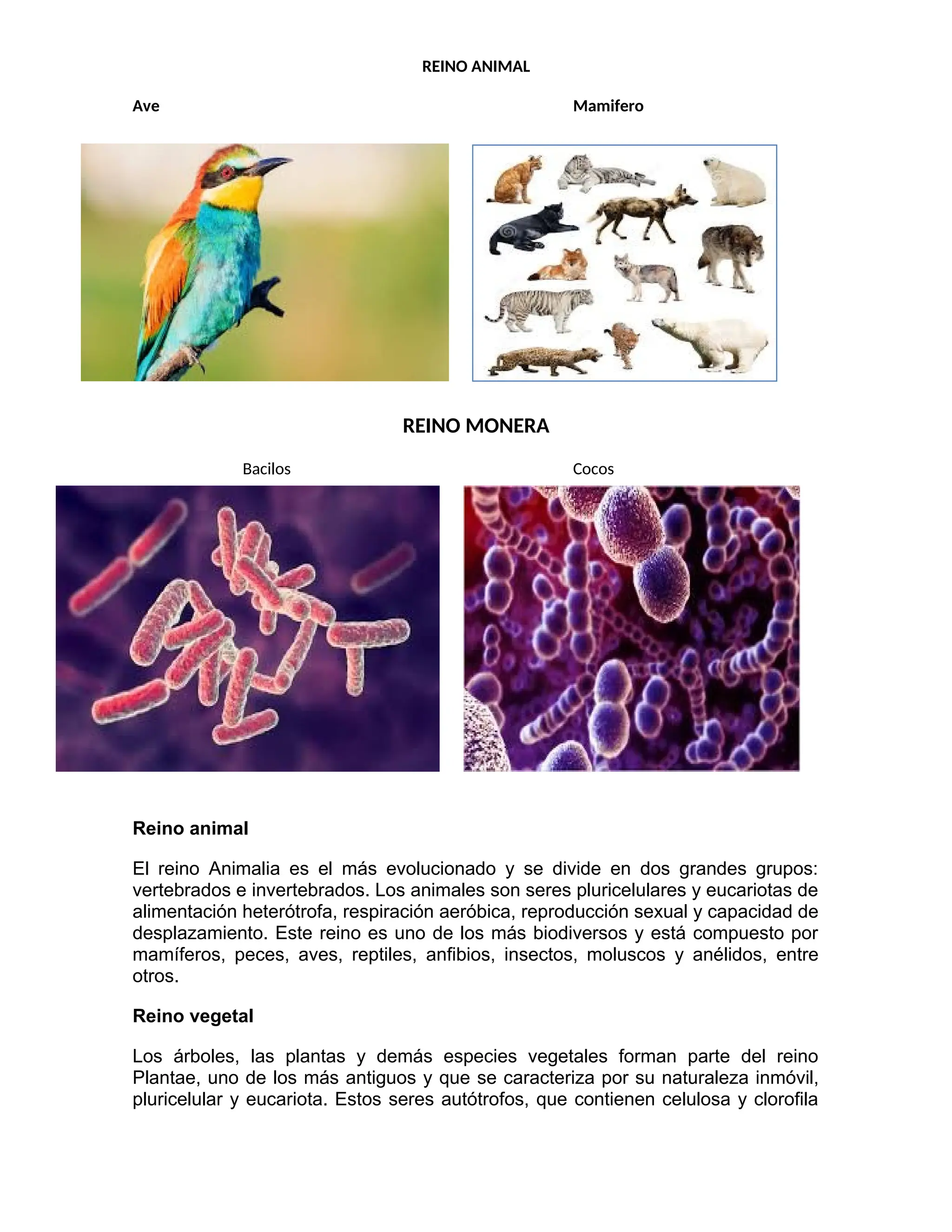 IMAGENES DE LOS CINCO REINOS DE LA NATURALEZA.docx