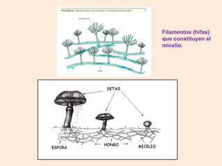 Filamentos (hifas)
que constituyen el
micelio.
 