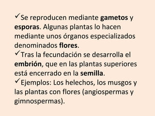 Se reproducen mediante gametos y
esporas. Algunas plantas lo hacen
mediante unos órganos especializados
denominados flores.
Tras la fecundación se desarrolla el
embrión, que en las plantas superiores
está encerrado en la semilla.
Ejemplos: Los helechos, los musgos y
las plantas con flores (angiospermas y
gimnospermas).
 
