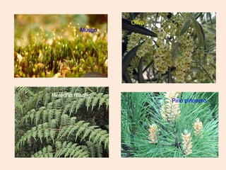 Olivo
Musgo
Helecho macho
Pino piñonero
 