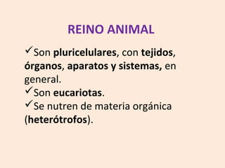 Son pluricelulares, con tejidos,
órganos, aparatos y sistemas, en
general.
Son eucariotas.
Se nutren de materia orgánica
(heterótrofos).
REINO ANIMAL
 