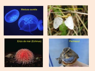 Abraxas pantaria
Pechiazul
Medusa aurelia
Erizo de mar (Echinus)
 