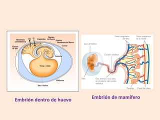 Embrión dentro de huevo Embrión de mamífero
 