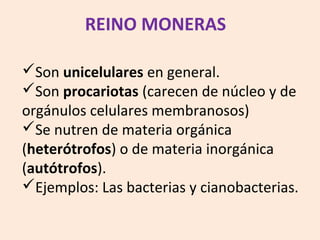 Son unicelulares en general.
Son procariotas (carecen de núcleo y de
orgánulos celulares membranosos)
Se nutren de materia orgánica
(heterótrofos) o de materia inorgánica
(autótrofos).
Ejemplos: Las bacterias y cianobacterias.
REINO MONERAS
 
