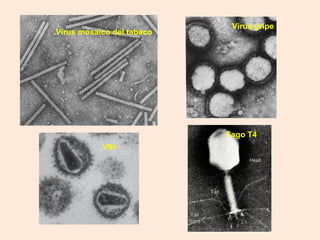 Virus mosaico del tabaco
Virus gripe
Fago T4
VIH
 
