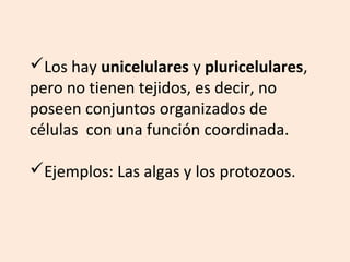 Los hay unicelulares y pluricelulares,
pero no tienen tejidos, es decir, no
poseen conjuntos organizados de
células con una función coordinada.
Ejemplos: Las algas y los protozoos.
 