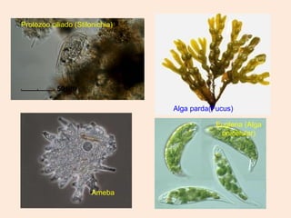 Ameba
Alga parda(Fucus)
Protozoo ciliado (Stilonichia)
Euglena (Alga
unicelular)
 