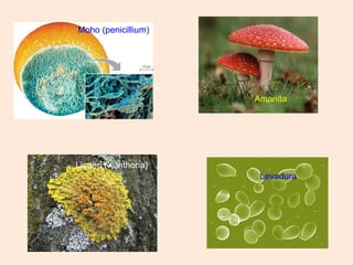 Levadura
Amanita
Moho (penicillium)
Liquen (Xanthoria)
 