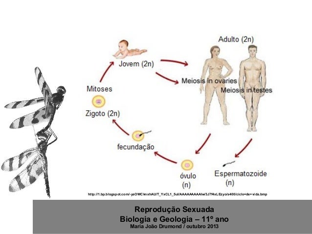 5 reprodução sexuada