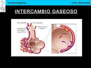3.DBH
11
Karmelo Ikastetxea © Prof. Marian Sola
INTERCAMBIO GASEOSO
 
