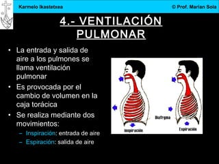 3.DBH
12
Karmelo Ikastetxea © Prof. Marian Sola
4.- VENTILACIÓN
PULMONAR
• La entrada y salida de
aire a los pulmones se
llama ventilación
pulmonar
• Es provocada por el
cambio de volumen en la
caja torácica
• Se realiza mediante dos
movimientos:
– Inspiración: entrada de aire
– Espiración: salida de aire
 