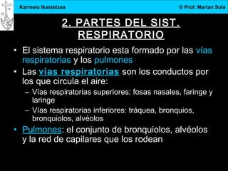 3.DBH
3
Karmelo Ikastetxea © Prof. Marian Sola
2. PARTES DEL SIST.
RESPIRATORIO
• El sistema respiratorio esta formado por las vías
respiratorias y los pulmones
• Las vías respiratorias son los conductos por
los que circula el aire:
– Vías respiratorias superiores: fosas nasales, faringe y
laringe
– Vías respiratorias inferiores: tráquea, bronquios,
bronquiolos, alvéolos
• Pulmones: el conjunto de bronquiolos, alvéolos
y la red de capilares que los rodean
 