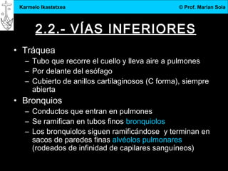 3.DBH
6
Karmelo Ikastetxea © Prof. Marian Sola
2.2.- VÍAS INFERIORES
• Tráquea
– Tubo que recorre el cuello y lleva aire a pulmones
– Por delante del esófago
– Cubierto de anillos cartilaginosos (C forma), siempre
abierta
• Bronquios
– Conductos que entran en pulmones
– Se ramifican en tubos finos bronquiolos
– Los bronquiolos siguen ramificándose y terminan en
sacos de paredes finas alvéolos pulmonares
(rodeados de infinidad de capilares sanguíneos)
 