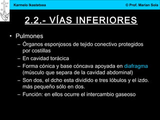 3.DBH
8
Karmelo Ikastetxea © Prof. Marian Sola
2.2.- VÍAS INFERIORES
• Pulmones
– Órganos esponjosos de tejido conectivo protegidos
por costillas
– En cavidad torácica
– Forma cónica y base cóncava apoyada en diafragma
(músculo que separa de la cavidad abdominal)
– Son dos, el dcho esta dividido e tres lóbulos y el izdo.
más pequeño sólo en dos.
– Función: en ellos ocurre el intercambio gaseoso
 