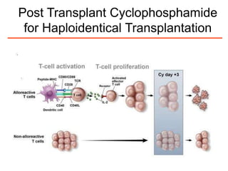 Post Transplant Cyclophosphamide
for Haploidentical Transplantation
 