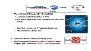 RNA interference | PPTX