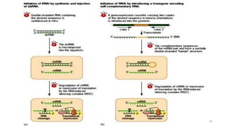 RNA interference | PPTX