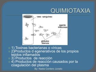  1) Toxinas bacterianas o vìricas 
 2)Productos d egenerativos de los propios 
tejidos inflamados 
 3) Productos de reacciòn 
 4) Productos de reaccìòn causados por la 
coagulaciòn del plasma 
By: Nadia Cordero Jurado 
 