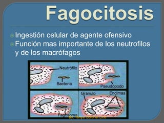  Ingestión celular de agente ofensivo 
Función mas importante de los neutrofilos 
y de los macrófagos 
By: Tanya Coronel Lino 
 