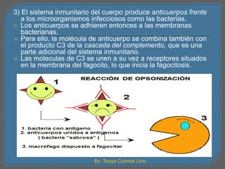 3) El sistema inmunitario del cuerpo produce anticuerpos frente 
a los microorganismos infecciosos como las bacterias. 
 Los anticuerpos se adhieren entonces a las membranas 
bacterianas. 
 Para ello, la molécula de anticuerpo se combina también con 
el producto C3 de la cascada del complemento, que es una 
parte adicional del sistema inmunitario. 
 Las moleculas de C3 se unen a su vez a receptores situados 
en la membrana del fagocito, lo que inicia la fagocitosis. 
By: Tanya Coronel Lino 
 