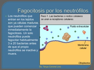  Los neutrofilos que 
entran en los tejidos 
son ya células maduras 
que pueden comenzar 
inmediatamente la 
fagocitosis. Un solo 
neutrofilos puede 
fagocitar habitualmente 
3 a 20 bacterias antes 
de que el propio 
neutrofilos se inactive y 
muera. 
By: Tanya Coronel Lino 
 