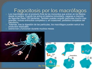  Los macrófagos son el producto final de los monocitos que entran en los tejidos 
desde la sangre. Cuando los activa el sistema inmunitario, capaces a menudo 
de fagocitar hasta 100 bacterias. También pueden engullir partículas mucho mas 
grandes, incluso eritrocitos completos o, en ocasiones, parásitos completos del 
paludismo. 
 Además, tras la digestión de las partículas, los macrófagos pueden extruir los 
productos residuales 
 sobreviven y funcionan durante muchos meses 
By: Tanya Coronel Lino 
 