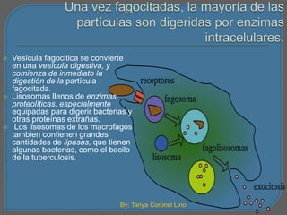  Vesícula fagocitica se convierte 
en una vesícula digestiva, y 
comienza de inmediato la 
digestión de la partícula 
fagocitada. 
 Lisosomas llenos de enzimas 
proteolíticas, especialmente 
equipadas para digerir bacterias y 
otras proteínas extrañas. 
 Los lisosomas de los macrofagos 
tambien contienen grandes 
cantidades de lipasas, que tienen 
algunas bacterias, como el bacilo 
de la tuberculosis. 
By: Tanya Coronel Lino 
 
