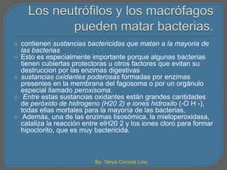  contienen sustancias bactericidas que matan a la mayoria de 
las bacterias 
 Esto es especialmente importante porque algunas bacterias 
tienen cubiertas protectoras u otros factores que evitan su 
destruccion por las enzimas digestivas 
 sustancias oxidantes poderosas formadas por enzimas 
presentes en la membrana del fagosoma o por un orgánulo 
especial llamado peroxisoma. 
 Entre estas sustancias oxidantes están grandes cantidades 
de peróxido de hidrogeno (H20 2) e iones hidroxilo (-O H -), 
todas ellas mortales para la mayoría de las bacterias, 
 Además, una de las enzimas lisosómica, la mieloperoxidasa, 
cataliza la reacción entre elH20 2 y los iones cloro para formar 
hipoclorito, que es muy bactericida. 
By: Tanya Coronel Lino 
