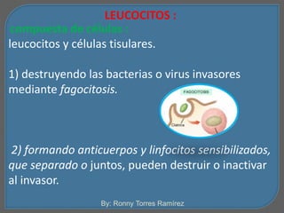 LEUCOCITOS : 
compuesta de células : 
leucocitos y células tisulares. 
1) destruyendo las bacterias o virus invasores 
mediante fagocitosis. 
2) formando anticuerpos y linfocitos sensibilizados, 
que separado o juntos, pueden destruir o inactivar 
al invasor. 
By: Ronny Torres Ramírez 
 