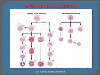 GÉNESIS DE LOS LEUCOCITOS 
By: Ronny Torres Ramírez 
 