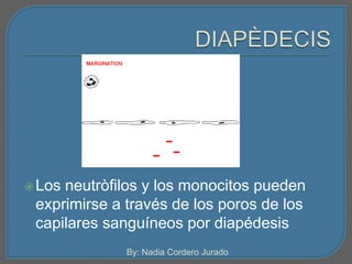 Los neutròfilos y los monocitos pueden 
exprimirse a través de los poros de los 
capilares sanguíneos por diapédesis 
By: Nadia Cordero Jurado 
 