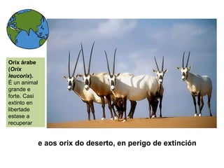e aos orix do deserto, en perigo de extinción
Orix árabe
(Orix
leucorix).
É un animal
grande e
forte. Casi
extinto en
libertade
estase a
recuperar
 