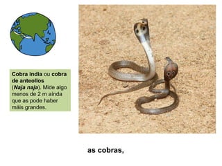 as cobras,
Cobra india ou cobra
de anteollos
(Naja naja). Mide algo
menos de 2 m aínda
que as pode haber
máis grandes.
 