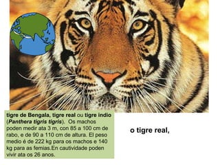 o tigre real,
tigre de Bengala, tigre real ou tigre indio
(Panthera tigris tigris). Os machos
poden medir ata 3 m, con 85 a 100 cm de
rabo, e de 90 a 110 cm de altura. El peso
medio é de 222 kg para os machos e 140
kg para as femias.En cautividade poden
vivir ata os 26 anos.
 