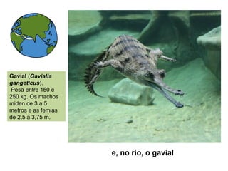 e, no río, o gavial
Gavial (Gavialis
gangeticus).
Pesa entre 150 e
250 kg. Os machos
miden de 3 a 5
metros e as femias
de 2,5 a 3,75 m.
 