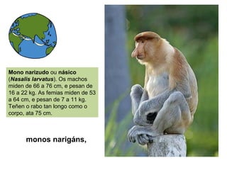 monos narigáns,
Mono narizudo ou násico
(Nasalis larvatus). Os machos
miden de 66 a 76 cm, e pesan de
16 a 22 kg. As femias miden de 53
a 64 cm, e pesan de 7 a 11 kg.
Teñen o rabo tan longo como o
corpo, ata 75 cm.
 