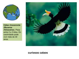 curiosos calaos
Cálao rinoceronte
(Buceros
rhinoceros). Pesa
entre 2 e 3 kilos. En
cautividade pode
vivir máis de 30
anos.
 