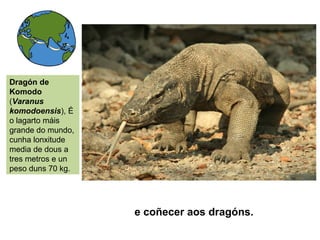 e coñecer aos dragóns.
Dragón de
Komodo
(Varanus
komodoensis), É
o lagarto máis
grande do mundo,
cunha lonxitude
media de dous a
tres metros e un
peso duns 70 kg.
 