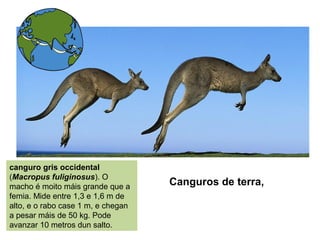 Canguros de terra,
canguro gris occidental
(Macropus fuliginosus). O
macho é moito máis grande que a
femia. Mide entre 1,3 e 1,6 m de
alto, e o rabo case 1 m, e chegan
a pesar máis de 50 kg. Pode
avanzar 10 metros dun salto.
 