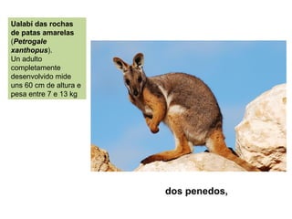 dos penedos,
Ualabí das rochas
de patas amarelas
(Petrogale
xanthopus).
Un adulto
completamente
desenvolvido mide
uns 60 cm de altura e
pesa entre 7 e 13 kg
 