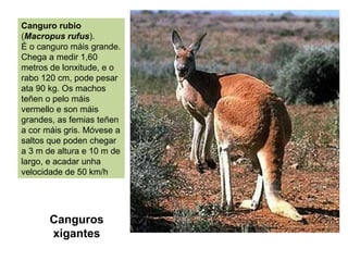 Canguros
xigantes
Canguro rubio
(Macropus rufus).
É o canguro máis grande.
Chega a medir 1,60
metros de lonxitude, e o
rabo 120 cm, pode pesar
ata 90 kg. Os machos
teñen o pelo máis
vermello e son máis
grandes, as femias teñen
a cor máis gris. Móvese a
saltos que poden chegar
a 3 m de altura e 10 m de
largo, e acadar unha
velocidade de 50 km/h
 