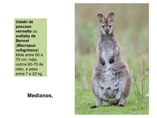 Medianos,
Ualabí de
pescozo
vermello ou
wallaby de
Bennet
(Macropus
rufogriseus)
Mide entre 60 e
70 cm, máis
outros 60-70 de
rabo, e pesa
entre 7 e 22 kg.
 