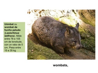 wombats,
Uómbat ou
wombat de
fuciño peludo
(Lasiorhinus
latifrons). Mide
entre 78 e 105
cm de lonxitude,
con un rabo de 5
cm. Pesa entre
15 e 35 kg.
 
