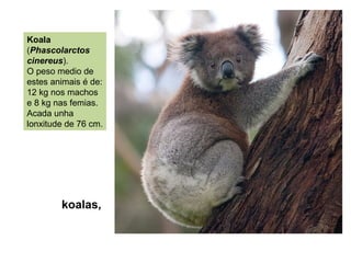 Koala
(Phascolarctos
cinereus).
O peso medio de
estes animais é de:
12 kg nos machos
e 8 kg nas femias.
Acada unha
lonxitude de 76 cm.
koalas,
 
